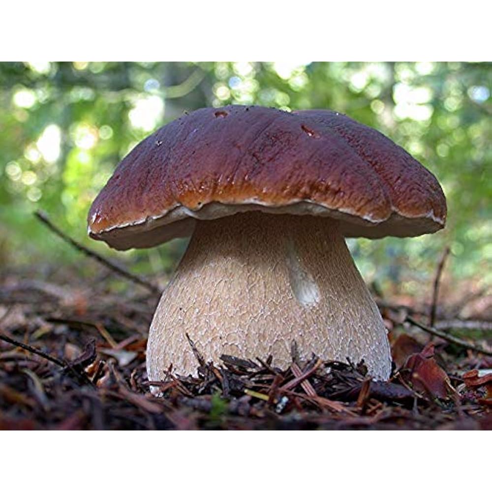 Seeds Porcini Mushroom King Bolete Mycelium Spawn Dried Spores Kit For Planting eBay