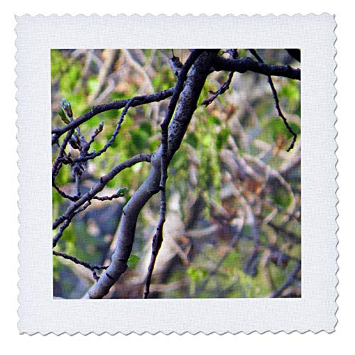 3dRose Jos Fauxtographee- Branch - A Lifeless Branch from a Tree Shot up Close with a Green Background - 10x10 inch Quilt Square (qs_294249_1)