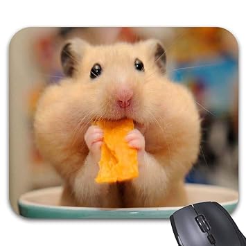 Amazoncom Cute Baby Hamsters Eat Food Mouse Pads 986 X 787 Amazoncom Cute Baby Hamsters Eat Food Mouse Pads 986 X 787