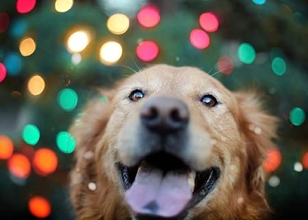 juguetes para golden retriever