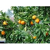 Blood Orange Tree - up to 4 ft. Tall Trees - Ready to Give Fruit the 1st Year!