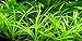 AquariumPlantsFactory 10+ Dwarf Sagittaria Subulata Carpet Foreground Freshwater Live Aquarium Plants BUY2GET1FREE