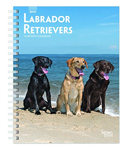 Labrador Retrievers 2019 6 x 7.75 Inch Weekly Engagement Calendar, Animals Dog Breeds Retriever (Multilingual Edition) by BrownTrout Publishers Inc.