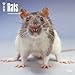 2017 Monthly Wall Calendar - Rats