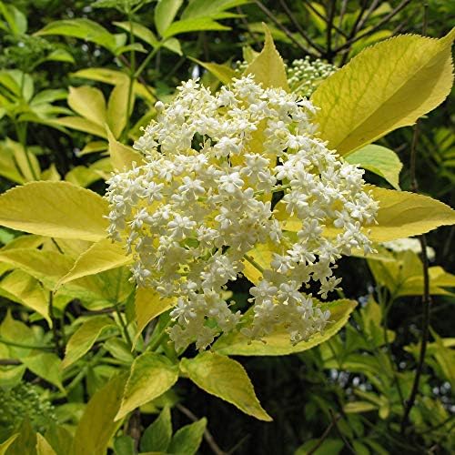 エルダーベリー黄金葉 エルダーフラワー 実も食べれるハーブ お庭のシンボルツリー