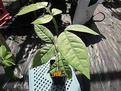 1 Ice Cream Bean Plant 18" Inga Feuillei Tropical Fruit Tree Rare MHWK63