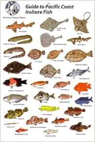 Guide To Pacific Coast Inshore Fish Rod Macpherson