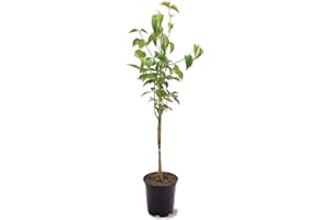 Generic The White Dogwood Tree, White Flowering, Charcoal Bark, Fruit Bearing, 1 gal, Nursery Pot (Due to Agricultural Laws, we Cannot Ship to CA, AZ, AK, or HI)