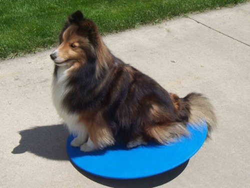 Agility Gear 22 inch Wobble Board