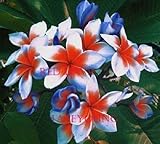 FRAGRANT PLUMERIA'S CUTTING WITH ROOTED 6-12 INCHES 