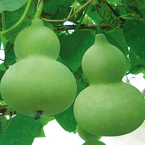 Giant Bottle Gourd Seeds 5pcs Lagenaria Siceraria Pumpkin Vine Organic Vegetables Fresh Premium Plants Seeds for Planting Garden Outdoor