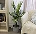 Costa Farms Majesty Palm Tree, Live Indoor Plant, 3 to 4-Feet Tall, Ships in Grow Pot, Fresh From Our Farm, Excellent Gift