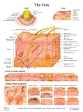 Dbios Laminated Poster The Skin, Hair/Nail/Types Of Skin Lesion/Common Skin Ailments Educational Charts