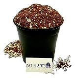 Fat Plants San Diego Premium Organic Cacti and Succulent Soil