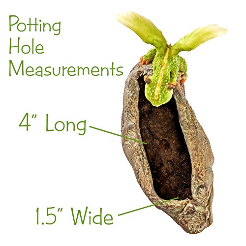 Top-Collection-Rex-The-Green-Dragon-Mini-Collectible-Fantasy-Figurine-Planter-Perched-on-Planter