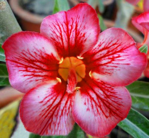 20 Fresh Seeds Adenium Obesum Desert Roses Rare Zebra On Galleon Philippines