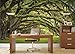 GREAT ART Large Photo Wallpaper – Oak Avenue – Picture Decoration Landscape Summer Forest Mystic Oaks Quercus Fairy Tale Alley Park Branches Image Decor Wall Mural (132.3x93.7in - 336x238cm)