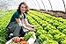 A&A Green Store Greenhouse Plastic 4 Year 6 mil UV Resistant Clear Polyethylene Film (20' x 40')