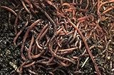 HomeGrownWorms.com - 250+ Red Wiggler Earthworms, Organic and Sustainably Raised - Fast Live Delivery Guaranteed!!! - Vermicomposting Garden Red Wrigglers - Eisenia Fetida - Worm Farm Starter