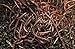 HomeGrownWorms.com - 250+ Red Wiggler Earthworms, Organic and Sustainably Raised - Fast Live Delivery Guaranteed!!! - Vermicomposting Garden Red Wrigglers - Eisenia Fetida - Worm Farm Starter