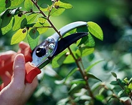 Skycandle Garden Scissor Flower Cutter Leaf Cutter with Safety Lock Best for Gardening, (Color May Vary)