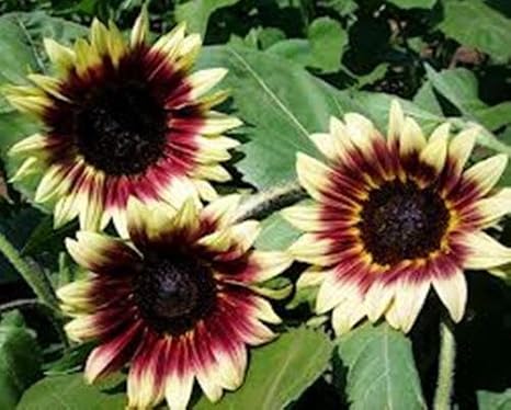 Ruby Eclipse F1 girasol 20 semillas Multi ramificado, Polen libre ...