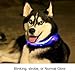Safety Dog LED Collar Flashing Light up, Glow and bright (Ships From USA) (Medium, Blue)