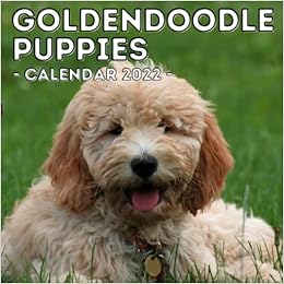 goldendoodle raincoat