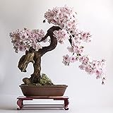 Weeping Cherry Blossom Seed - Japanese Flowering