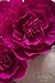Ling's moment Crepe Paper Flowers, 6 X Rose Handcrafted Flowers(8''-6'' Assorted), Paper Flower Decorations for Nursery Wall Display Wedding Anniversary Baby Shower