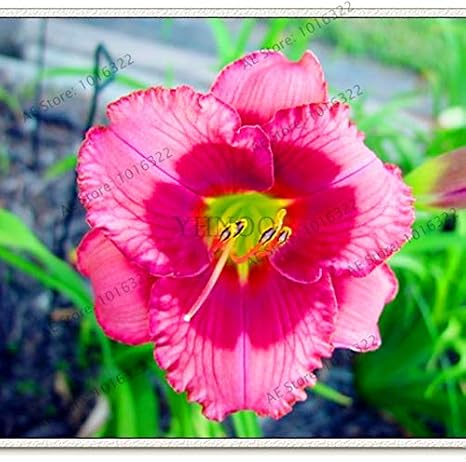Amazon Co Jp キスゲ植物 多年草亜熱帯庭の花plantas 屋外 100個 袋のための盆栽工場 5 ホーム キッチン