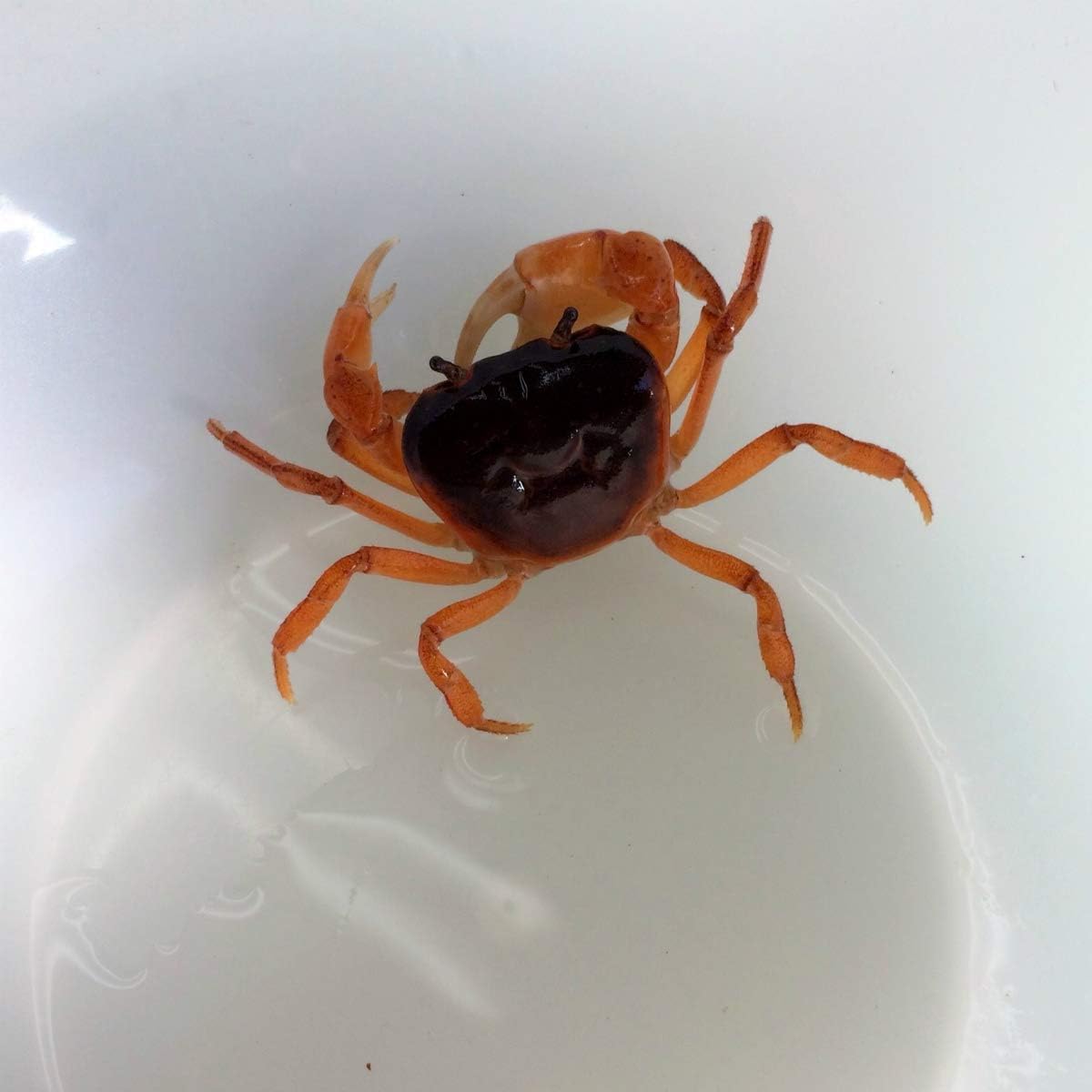 Amazon 甲殻類 サワガニ オレンジ ブラウン系 甲長10ｍｍ 1匹 生体 保証対象外商品 川村淡水魚販売 観賞魚 水中生物 通販