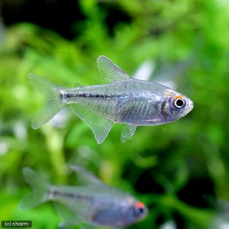 熱帯魚 ダイヤモンド テトラ ５匹 北海道 九州航空便要保温 Charm チャーム 観賞魚 水中生物 通販 Amazon