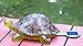 TIAAN 157808 Solar Powered LED Light Garden Decor,Turtle with LED Glowing Shell