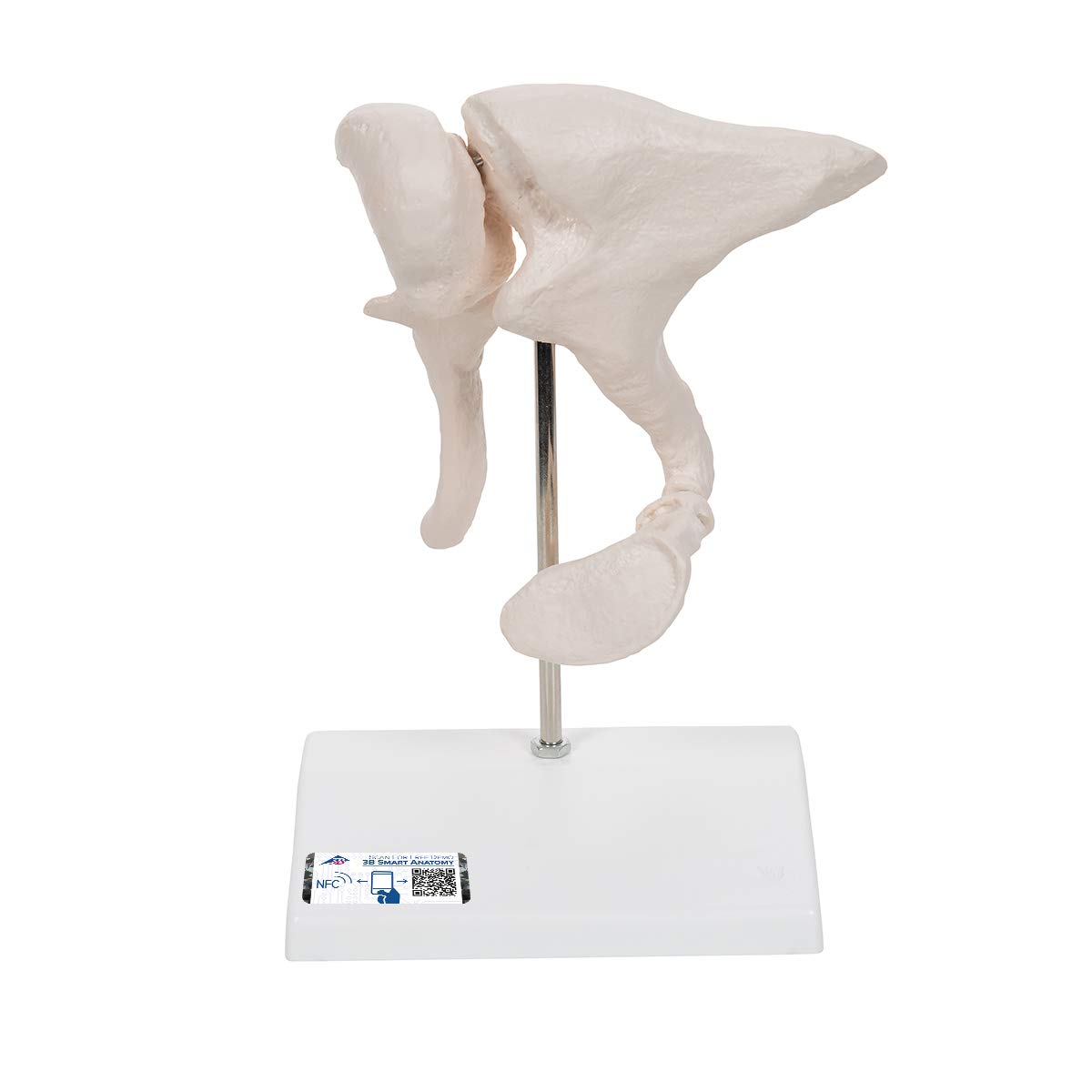 3B Scientific Ossicle Model 20 Times Lifesize + free Anatomy App - 3B Smart Anatomy A101