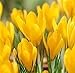 12 Yellow Crocus - Spring Blooming- Crocus "Giant Yellow"