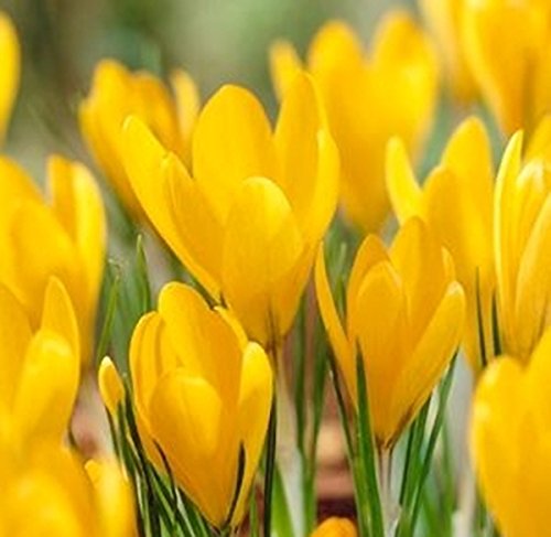 12 Yellow Crocus - Spring Blooming- Crocus 