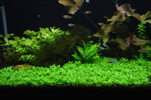 Staurogyne Repens - Foreground Carpet Aquarium Plant