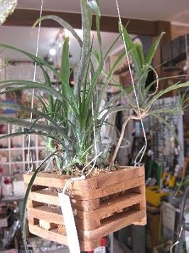 Amazon 着生植物 ネオレゲリア パウシフローラ ウッドポット吊鉢 希少 珍種 フェアリーズ ガーデン 観葉植物 通販