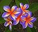 "VIOLET-FOX" FRAGRANT PLUMERIA'S CUTTING WITH ROOTED 7-12 INCHES REGISTERED TRACK ONLINE 100%GUARANTEE SATISFICATION