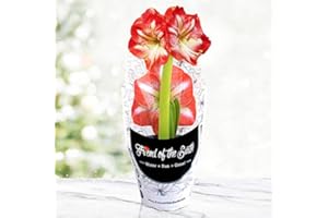 HOLLAND BULB FARMS Minerva Potted Amaryllis – Gift Ready, Includes Bulb, Soil & Container