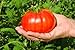 Beefsteak Tomato Plant –Two (2) Live Plants – Not Seeds -Each 5" to 7" Tall–in 3.5" pots
