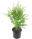 Ligustrum amurense (Privet) Shrub, #3 - Size