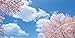 Springtime Bliss Skypanels - Replacement Fluorescent Light Diffuser