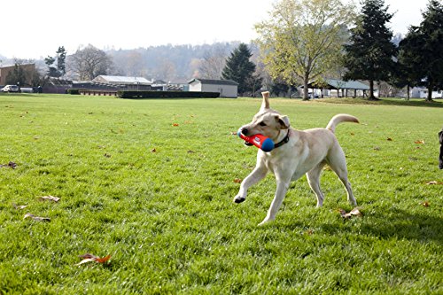Chuckit Tumble Bumper Toy for Dogs, Large