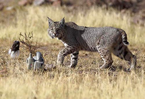 image for Icotec AD400 Electronic Predator Decoy – Lightweight, Compact, and Q