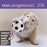 Little Fun Wall Calendar 2016 - Gerbil Calendar - Animal Calendar By Helma by