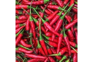 KEJORA Fresh Red Thai Chili Peppers -1 Lb (16 oz)
