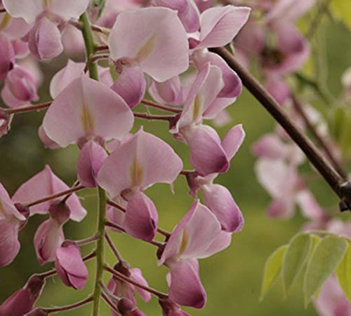 Wisteria 'Honbeni' 15cm Pot Size