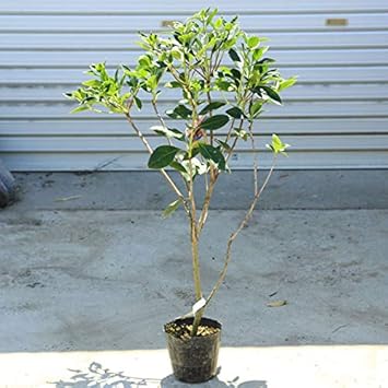 Amazon 庭木苗 ホンコンドウダンツツジ ピンクシャンデリア 植木 Amazon 庭木苗 ホンコンドウダンツツジ ピンクシャンデリア 植木